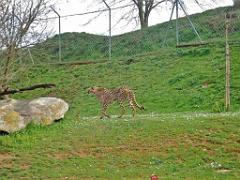 149 BIO PARC DE DOUE LA FONTAINE 7- 2016_000029